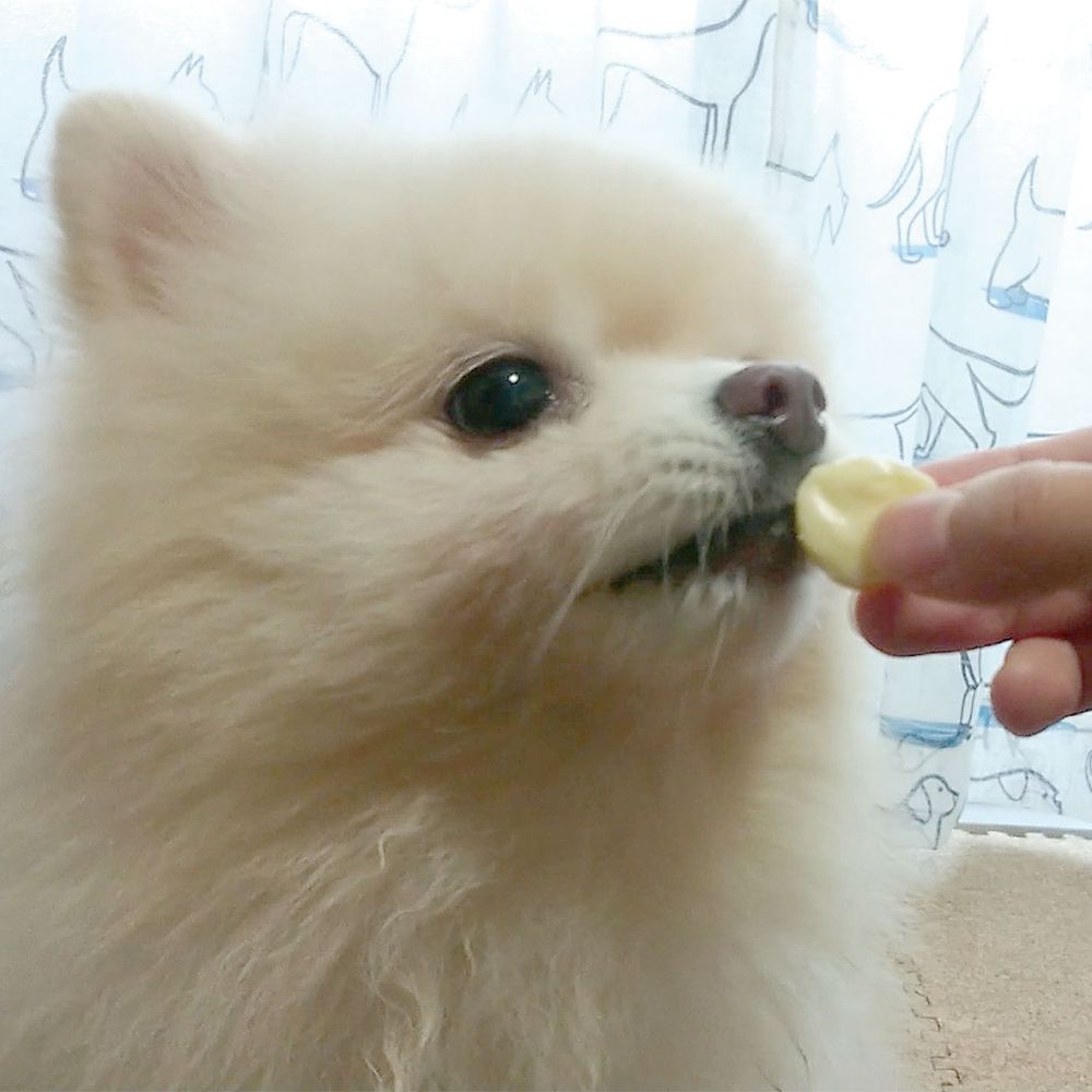 （まとめ買い）ペティオ 極上 チーズ 乳酸菌入り 50g 犬用おやつ 〔×10〕