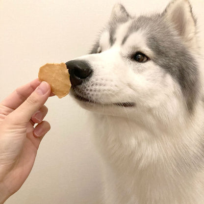 （まとめ買い）ペティオ 素材そのまま 完全無添加 ササミ パリッと 極薄チップス 50g 犬用おやつ 〔×10〕