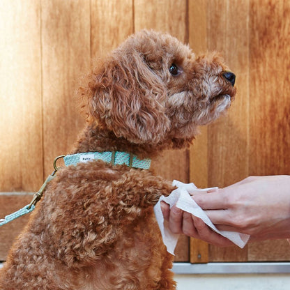 （まとめ買い）ペティオ 犬猫用 手足用 シートでふきとる シャンプーティッシュ 30枚 ペット用品 〔×10〕