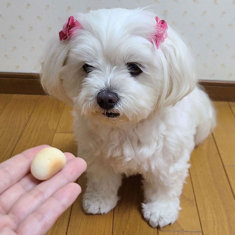 （まとめ買い）ペティオ 体にうれしい ボーロちゃん 大粒 100g 犬用おやつ 〔×10〕