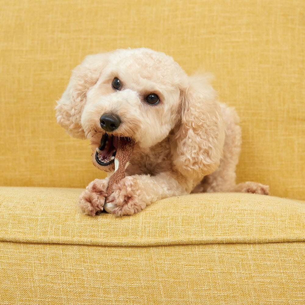 マルカン 歯みが木 S 犬用