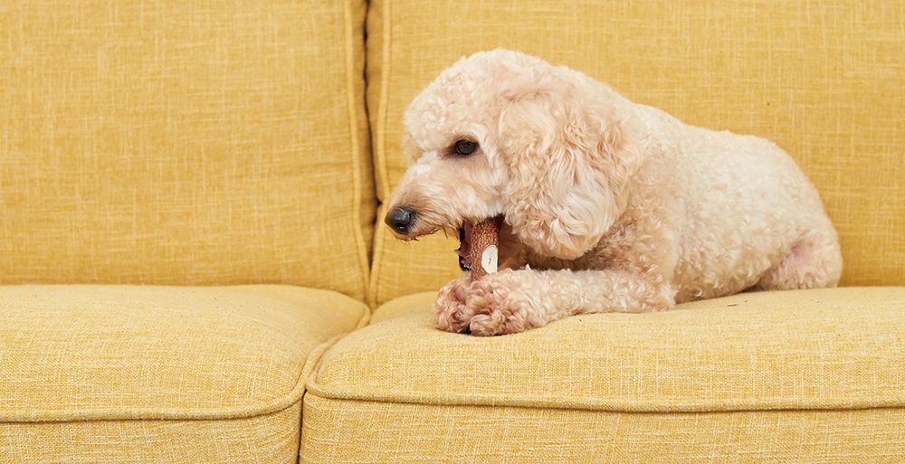 マルカン 歯みが木 S 犬用