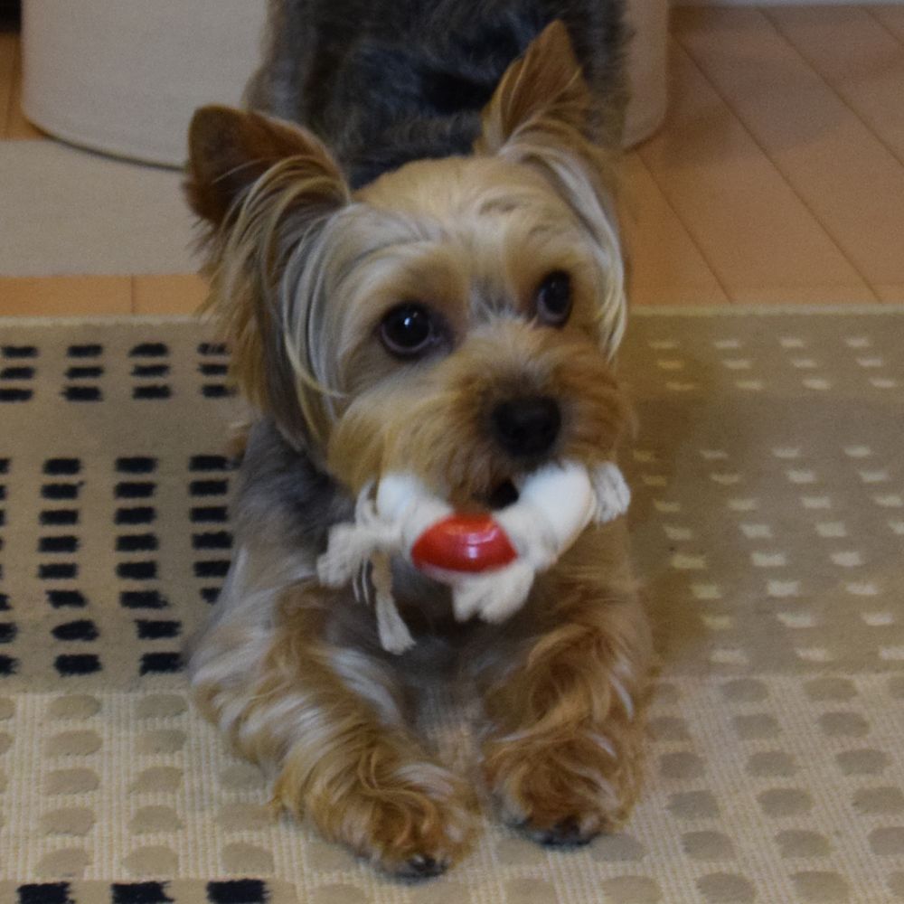 ドギーマン すきまハミガキトイ からマリン うきわ 犬用