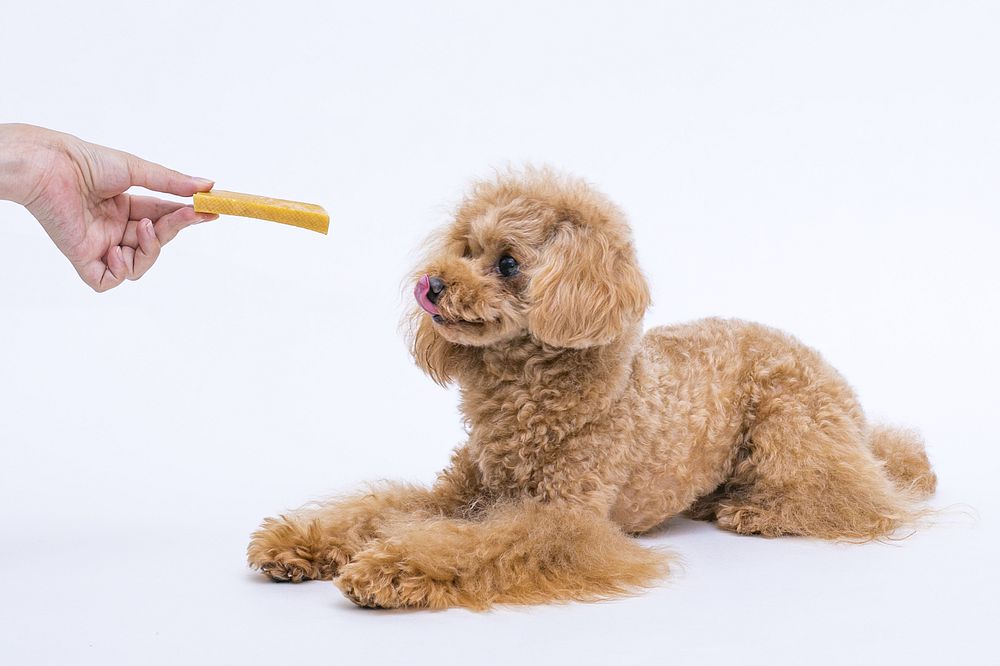 ペットプロジャパン HappyDays 大地からの贈り物 ヤクミルクチーズ S 3本入り 犬用おやつ